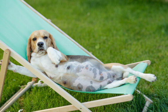 shutterstock 1105973198 570x380 - Wie lange ist ein Hund schwanger: Dauer und Stadien der Trächtigkeit