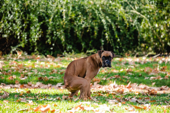 shutterstock 1588056418 570x380 - Wurmkur Hund Wie Oft: Optimale Frequenz für die Entwurmung Ihres Vierbeiners