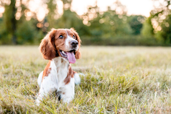 shutterstock 1823409425 570x380 - Hund hat Durchfall: Was tun bei Verdauungsproblemen bei Hunden?