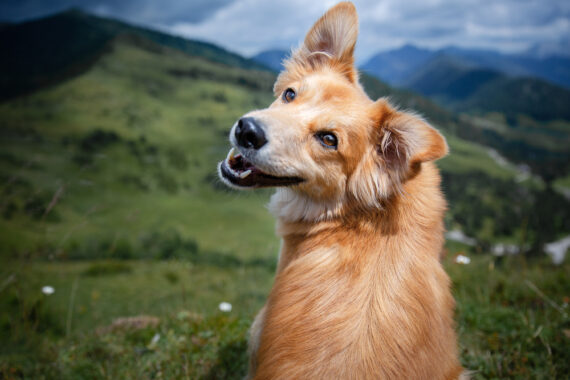 shutterstock 1955662903 570x380 - Wie viele Zähne hat ein Hund? Einblicke in die Zahngesundheit von Hunden