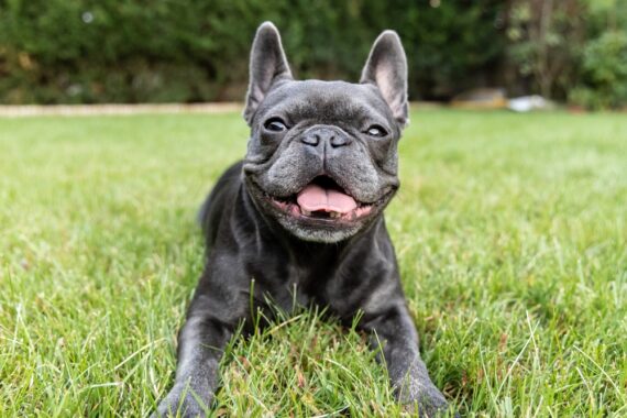 shutterstock 2344868323 570x380 - Warum frisst mein Hund Gras: Ursachen und Erklärungen