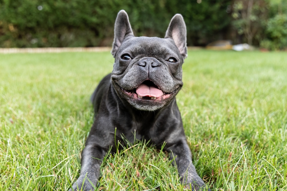 Warum frisst mein Hund Gras: Ursachen und Erklärungen