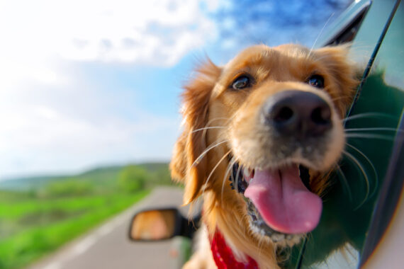 shutterstock 407893192 2 570x380 - Urlaub mit Hund: Die besten Tipps für reibungslose Reisen mit Ihrem Vierbeiner