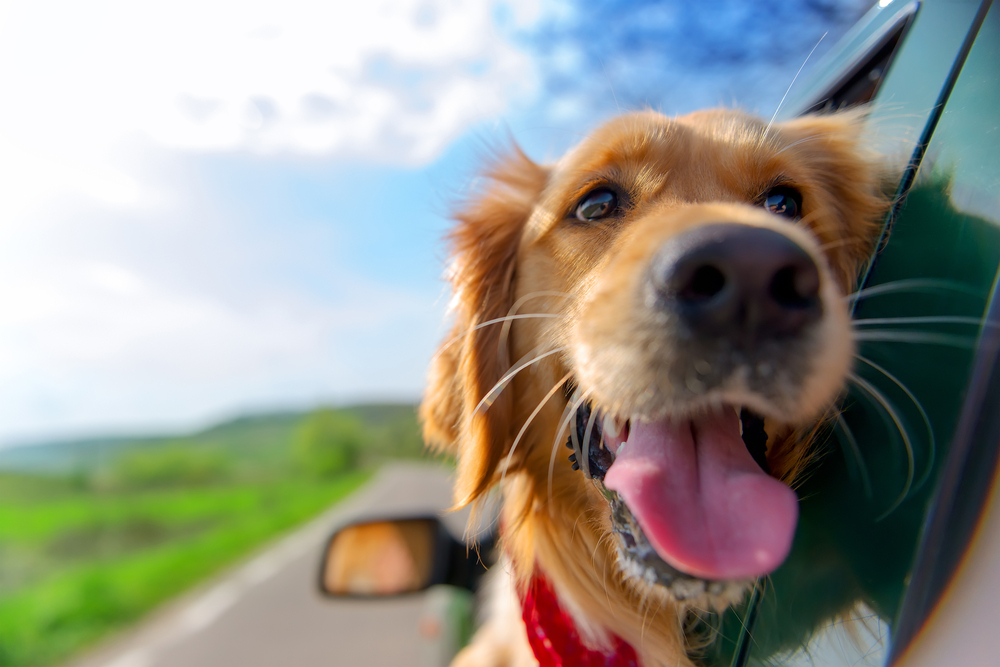 Urlaub mit Hund: Die besten Tipps für reibungslose Reisen mit Ihrem Vierbeiner